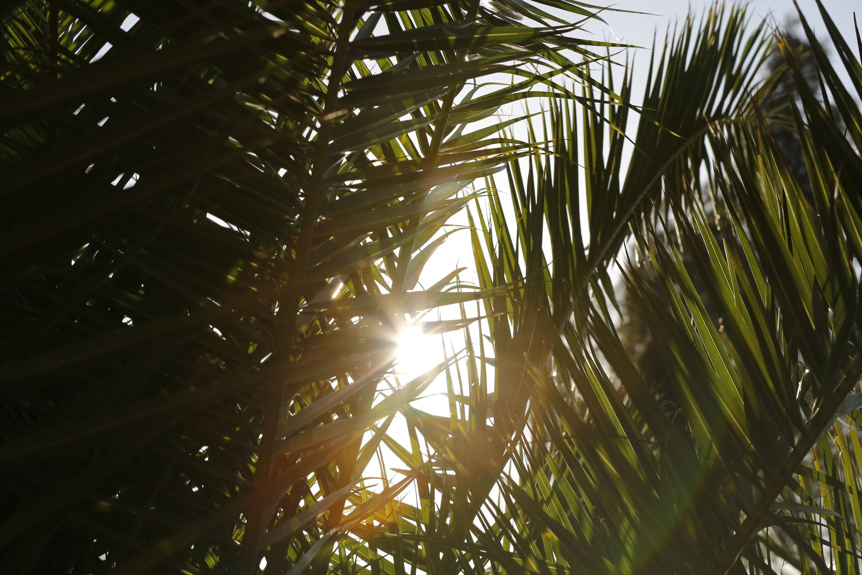 Sunlight filtering through palm leaves in southern Spain